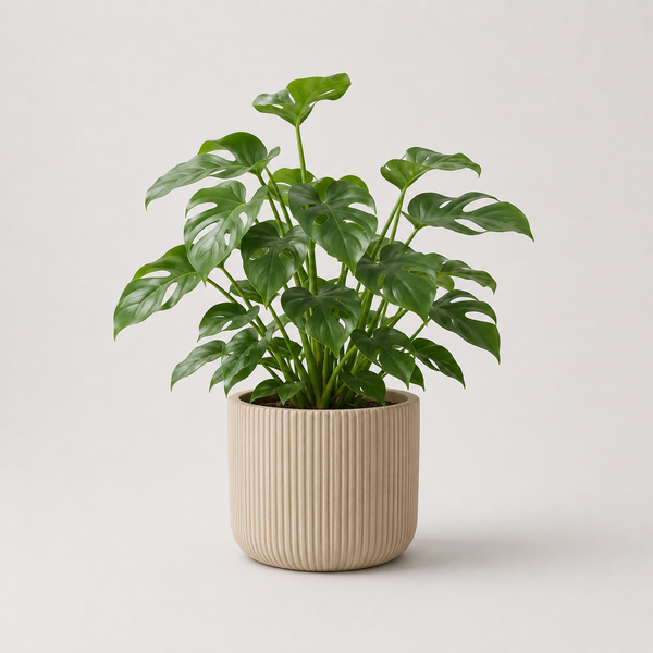 Kamerplant Monstera
